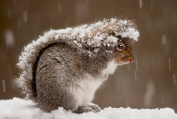 Funny-Animals-In-The-Snow-11.jpg