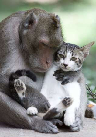 Hug-009-CatMonkeyHug.jpg