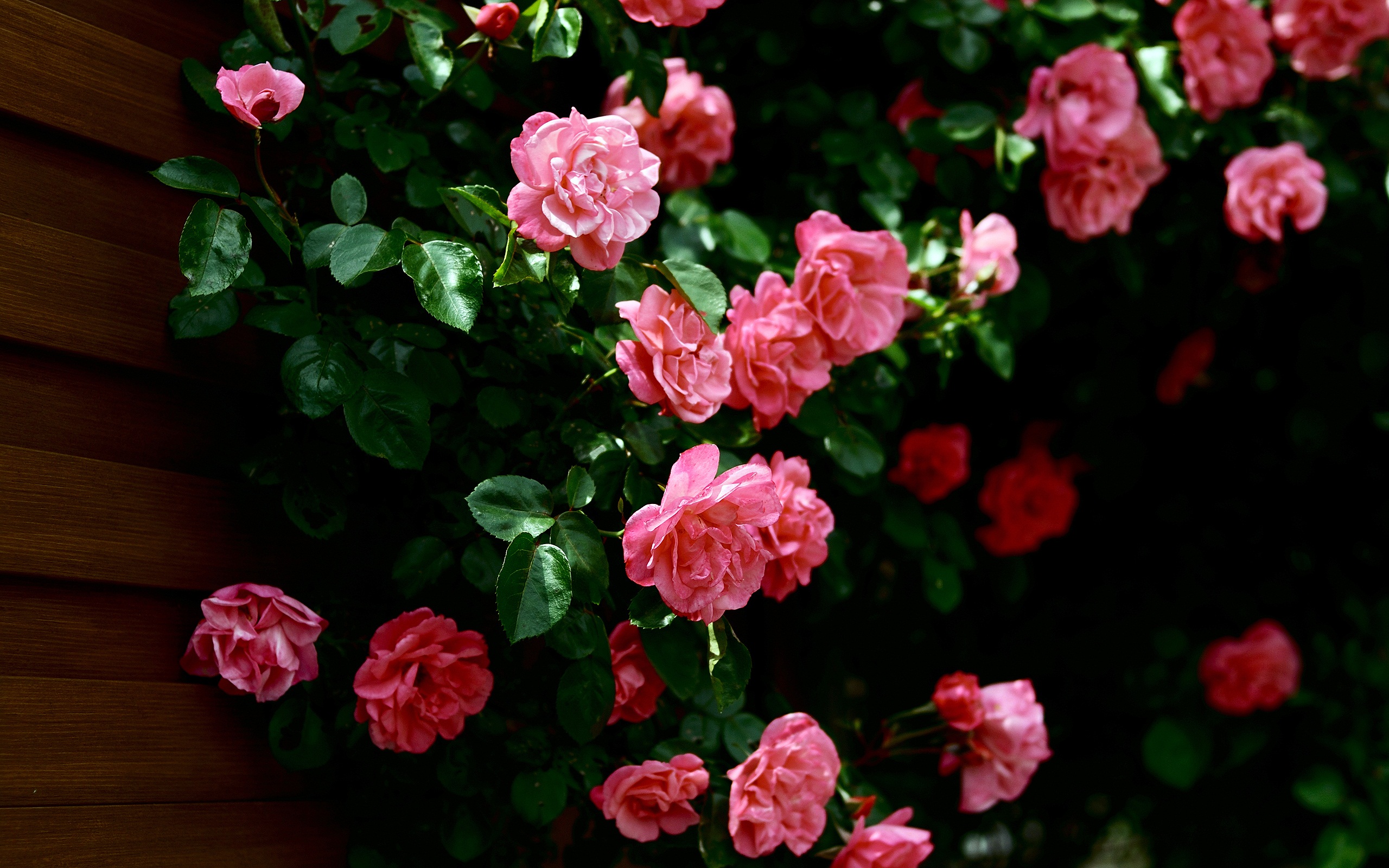 Pink Roses.jpg