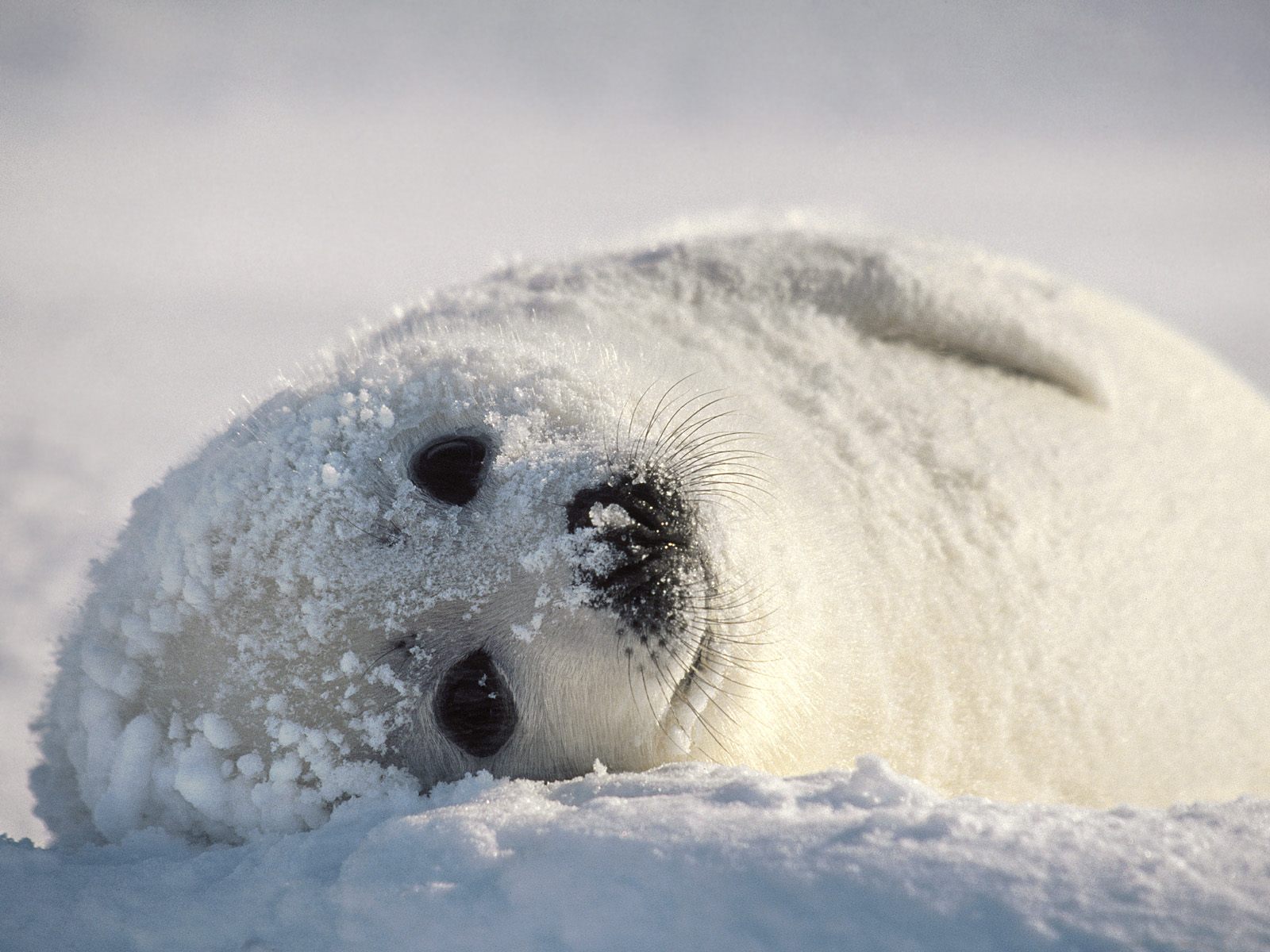Snow Bed, Harp Seal.jpg