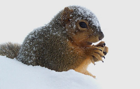 animals-in-snow01.jpg