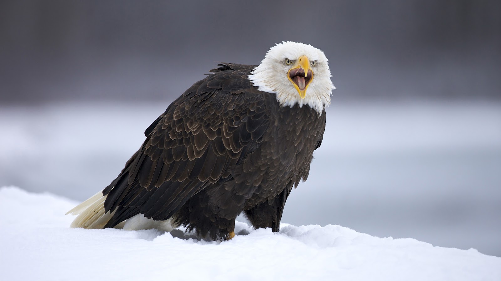 big-eagle-standing-in-the-snow-hd-animal-wallpaper-eagles.jpg