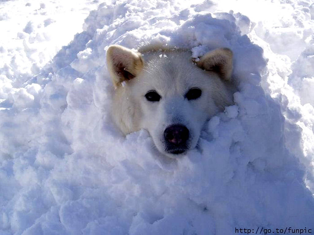 buried-in-snow.jpg