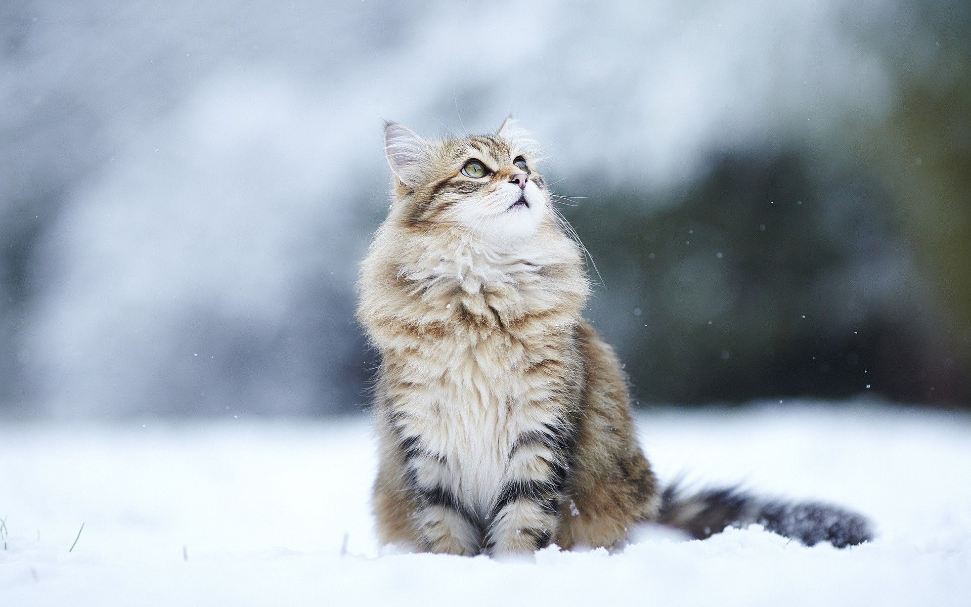cat-in-the-snow-animal-hd-wallpaper-1920x1200-5268.jpg