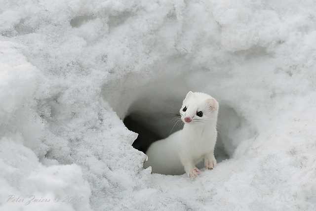 cute-animals-in-snow-005.jpg
