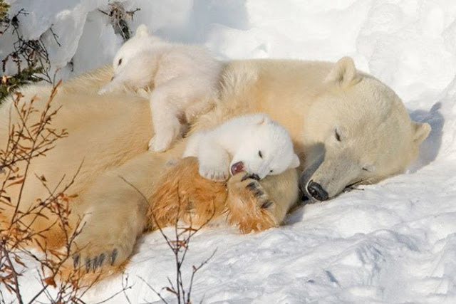 cute-animals-in-snow-008.jpg