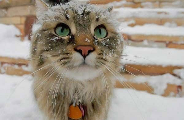 cute-animals-in-snow-016.jpg