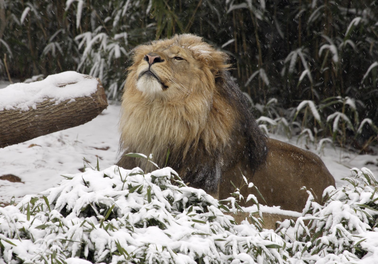 cute-animals-in-snow-019.jpg