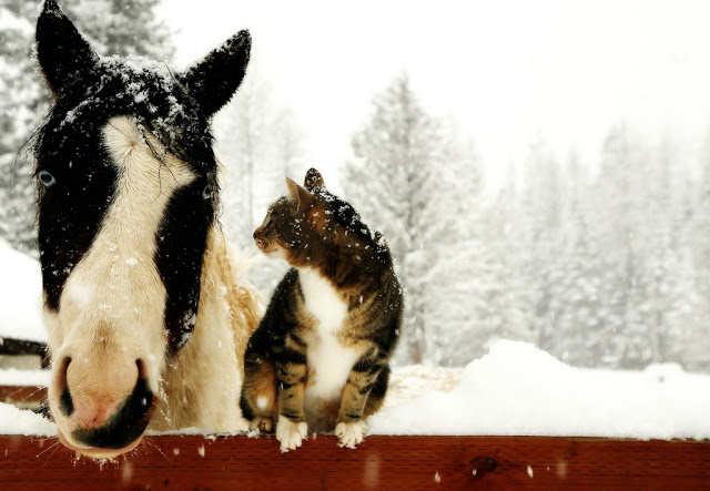 cute-animals-in-snow-020.jpg