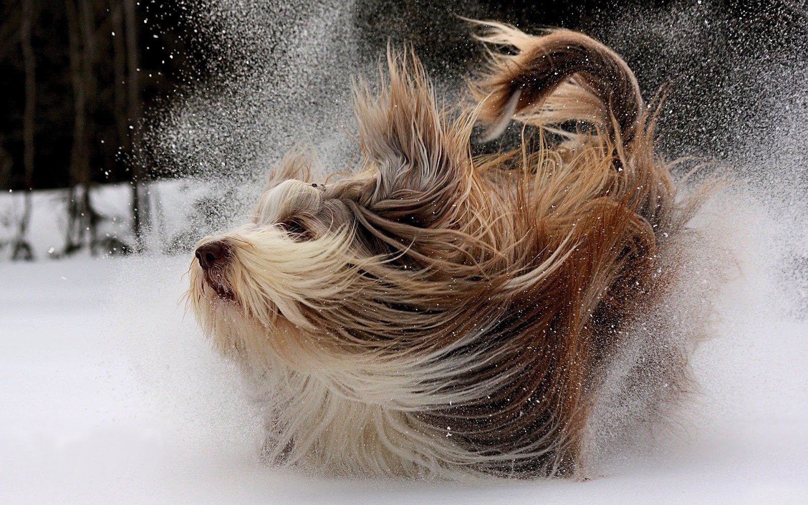 dog-playing-in-the-snow-hd-animal-wallpaper_1.jpg