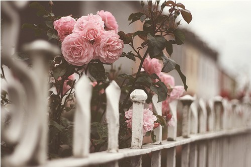 fence-flowers-garden-pink-roses-Favim.com-215342.jpg