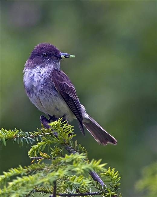 purple bird.jpg