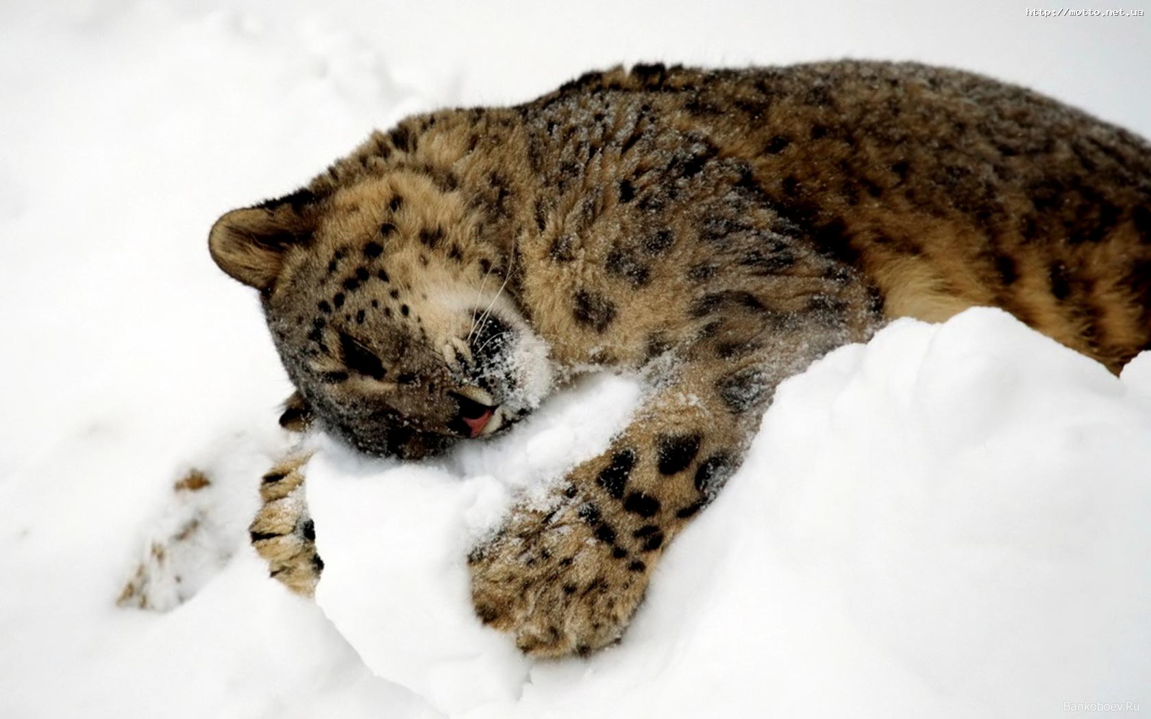 snoe-desktop-animal-life-kitten-cat-big-snow-167592.jpg