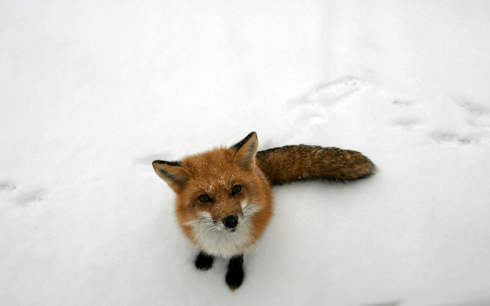 snow_animals_fox_desktop_1680x1050_wallpaper-336076.jpg