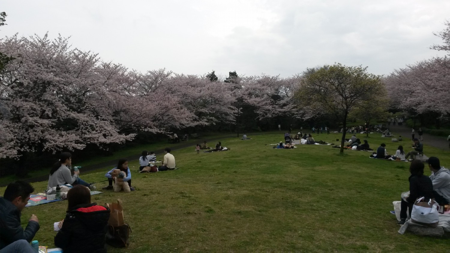 a szemkozti park cseresznyeviragzaskor