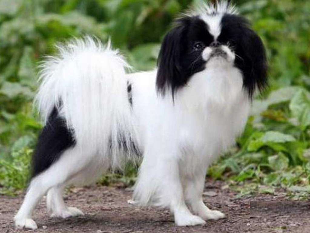 Japan chin (spaniel)