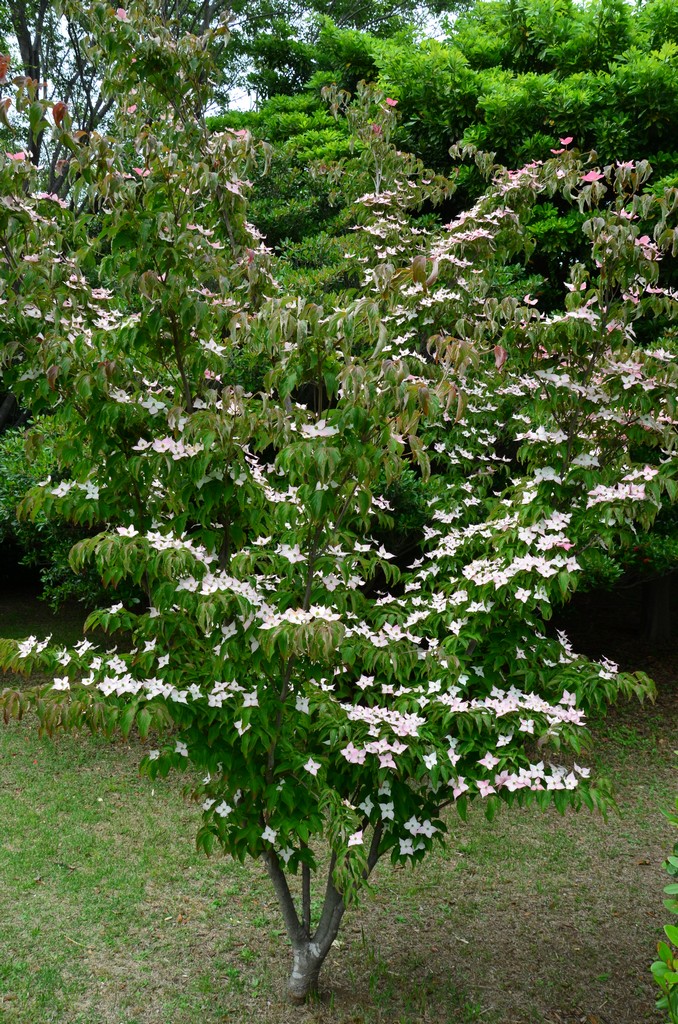 A Hanamizuki (Cornus florida, angolul Dog wood tree) eredetileg Eszak-Amerikabol szarmazik es az Egyesult Allamok ajandeka volt a japanok szamara.<br />A pompasviragu som rozsaszinben es feherben viragzik aprilis-majusban.<br />