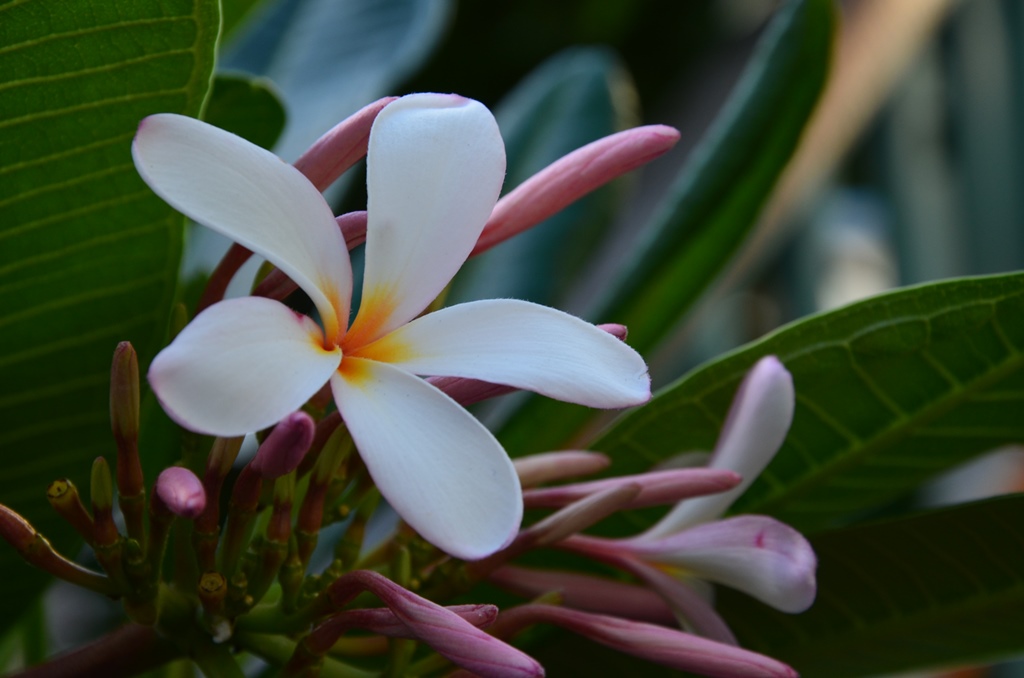 Frangipani virag. Amint talaltam egyet a foldon, rogton a hajamba tuztem. Isteni az illata.