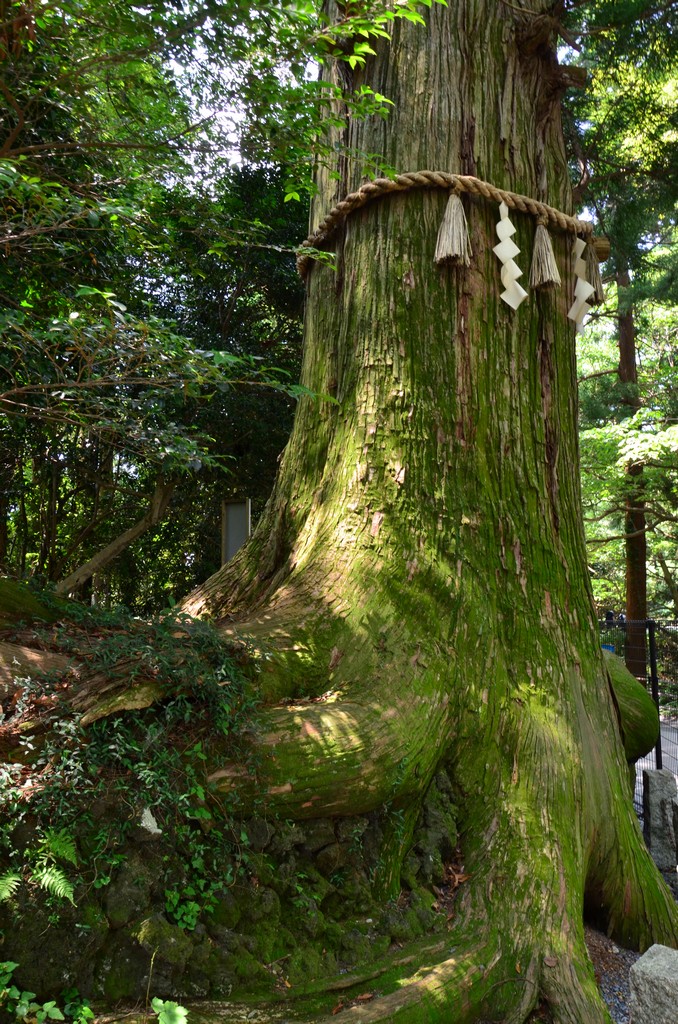 Tako sugi, a polip alakú cédrus<br />Kihallgattam egyik idegenvezetot, aki azt meselte csoportjanak, hogy regen a cedrus gyokerei szerte agaztak korulotte, de amikor elkezdtek epiteni az utat, a cedrus megerezte, hogy emiatt le fogjak vagni a gyokereit, es egyetlen ejszaka alatt polip-szeruen maga ala huzta vastag gyokereit, igy mentve meg oket.