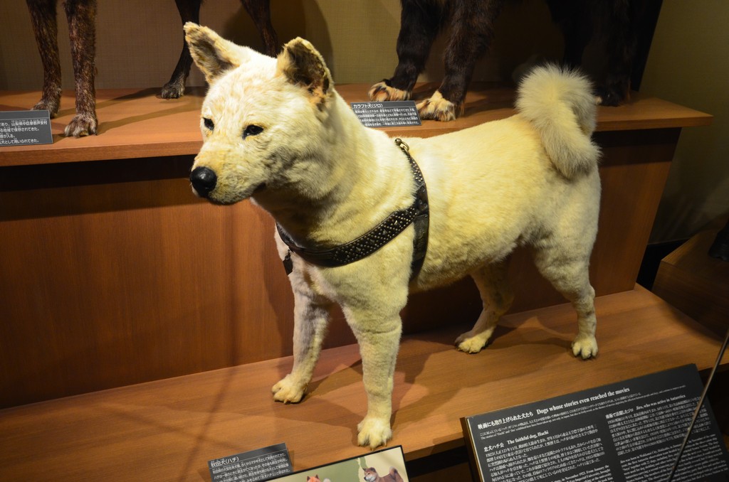 Hachiko kitomve a Termeszettudomanyi muzeumban