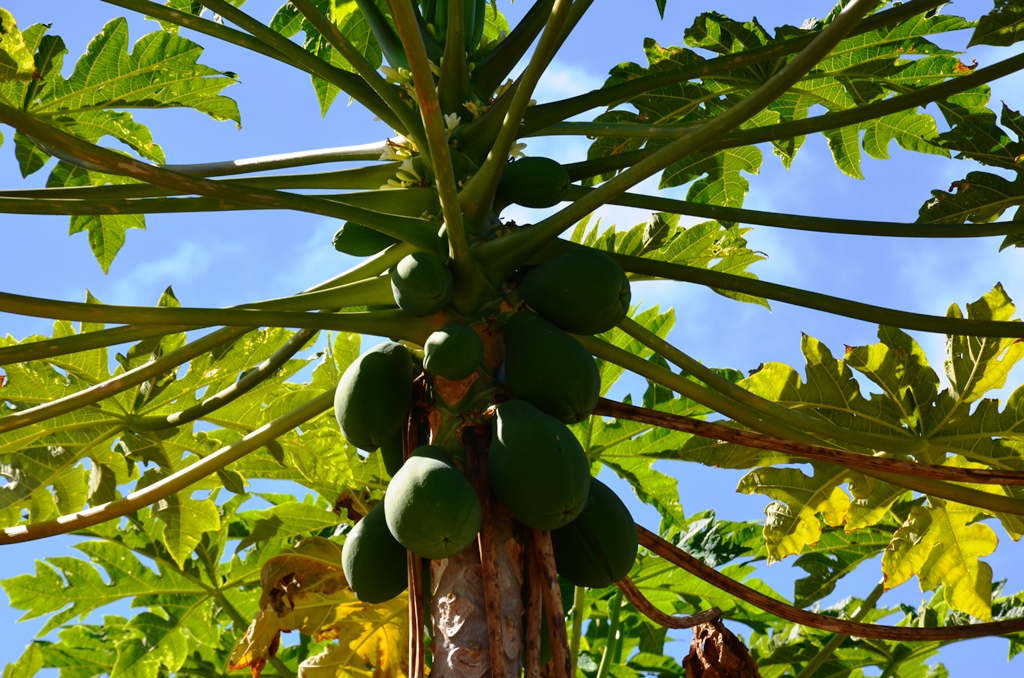 papaya