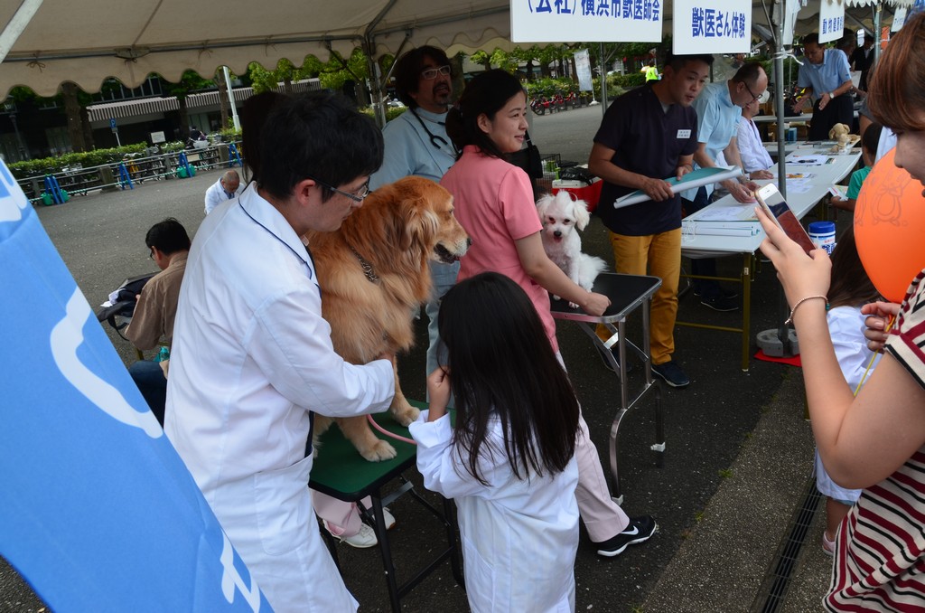 a gyerekek beoltoznek feher orvosi kopenybe es vizsgaljak a kutyakat