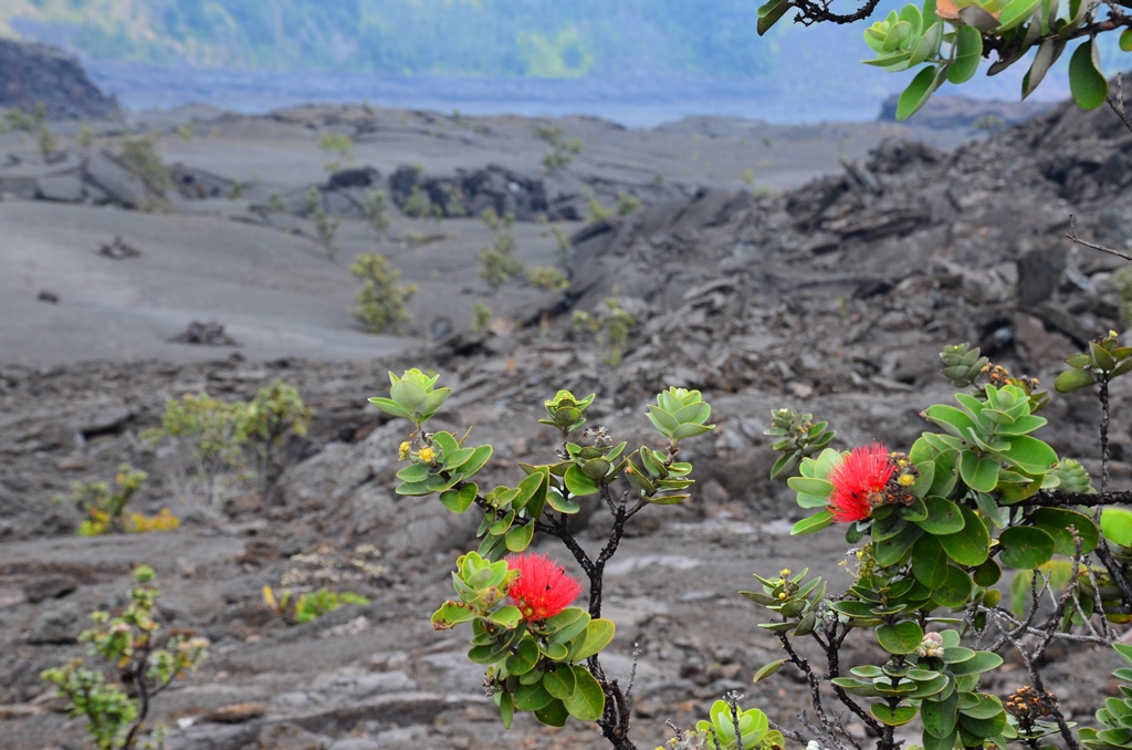 Lehua bokor