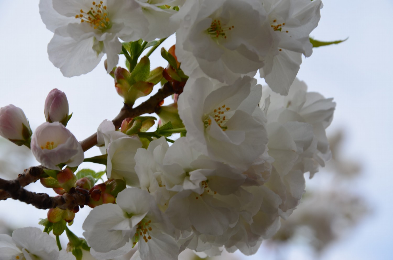 A sakura nagyon sok művészeti alkotás témája, rengeteg vers és dal örökíti meg, stilizált ábrázolása látható a japán falikárpitokon és festményeken.