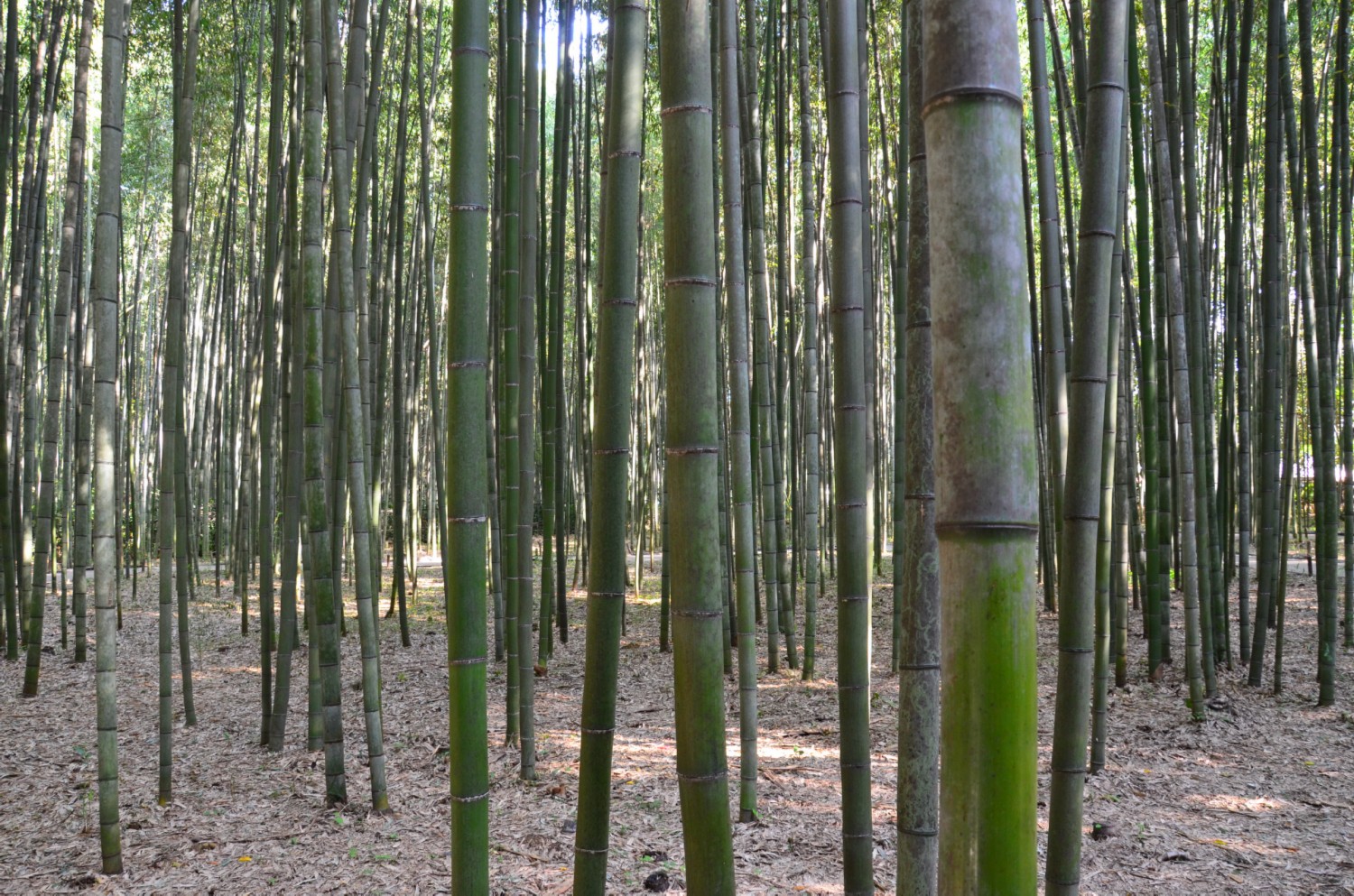 saganoi bambuszliget