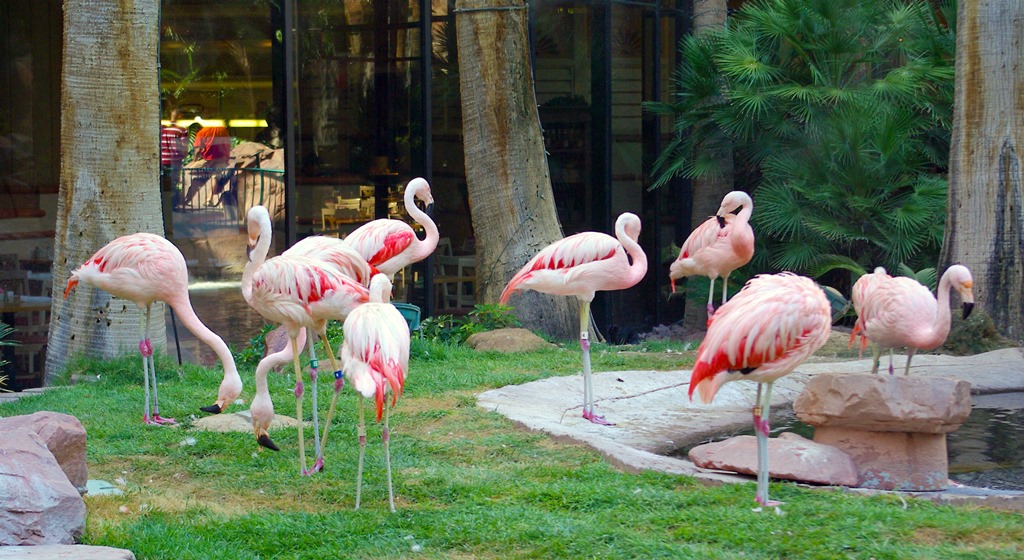 Flamingo Hotel & Casino elo flamingokkal a kertben