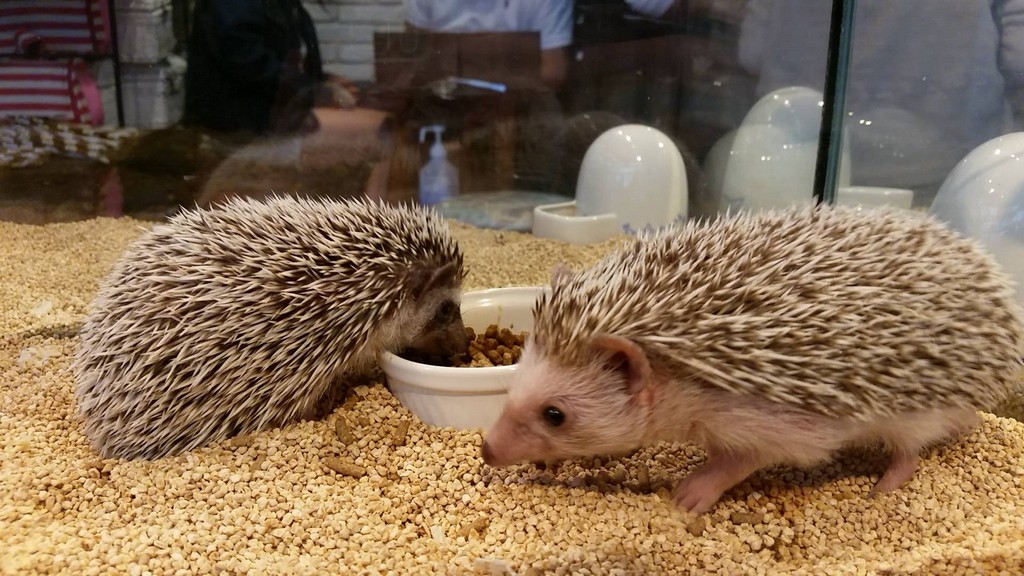 Harry suni kavezoja Roppongiban<br />Hedgehog Cafe HARRY in Roppongi