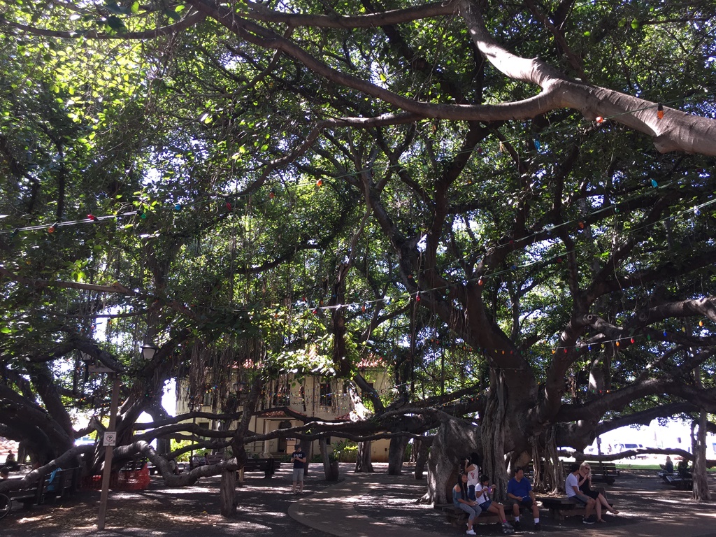 Banyan tree park