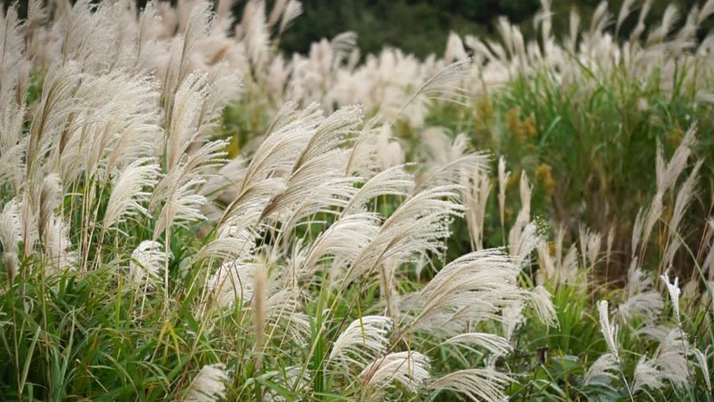 japan diszfu ( susuki grass)
