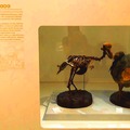 Dead as a dodo