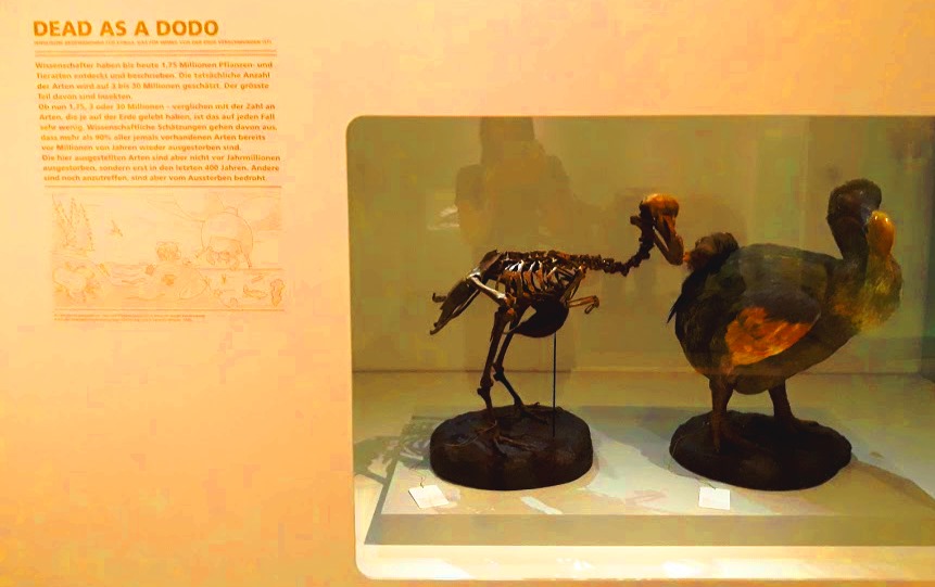 Dead as a dodo