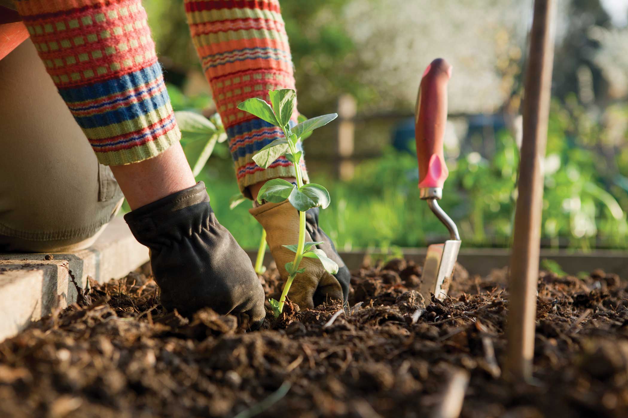 BACKGROUND-gardening.jpeg