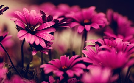 pink-flower-wallpaper.jpg