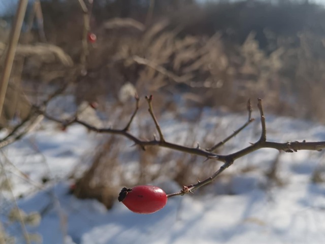 Introvertáltság a #hegyilánynál