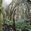 KOLOMBUSZ NYOMÁBAN, LA GOMERA 4. NAP