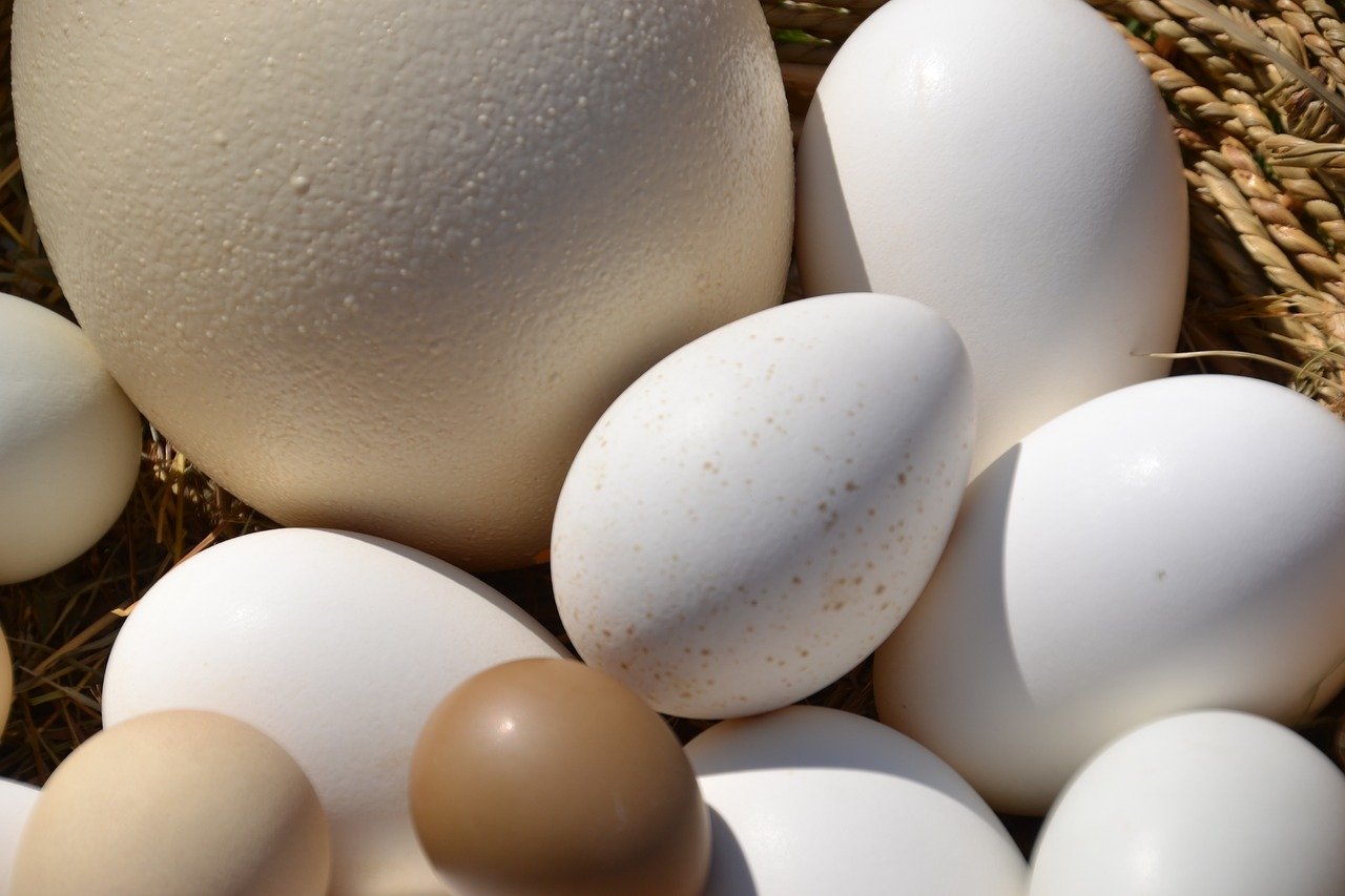 egg-basket-ostrich-egg-goose-egg-4091761.jpg