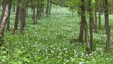 2011-04-16 Medvehagyma Nap Bakonybélben