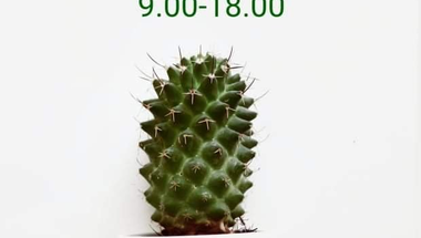 Kaktuszkiállítás és vásár - Zirc, 2022. június 11.