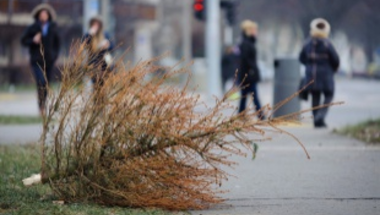 Karácsonyfa volt, zöldhulladék lett - hova tegyem?