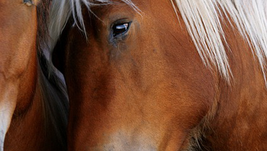 Ló-AIDS: Olaszfalun is találtak beteg állatot
