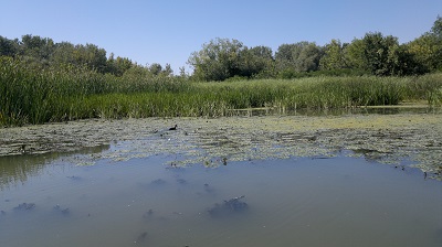 Tisza-tó_2 (11).jpg