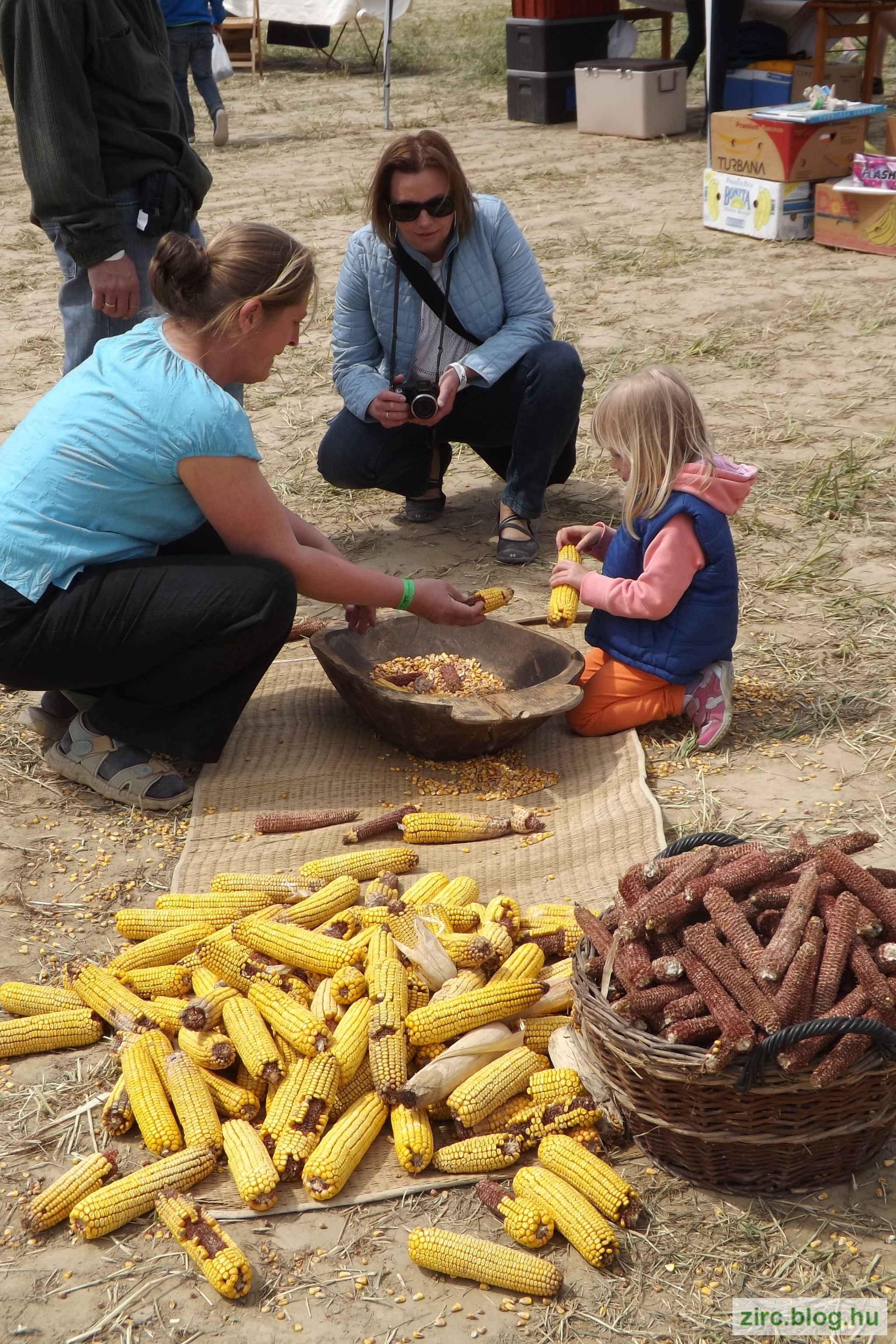 Kukoricamorzsolás a Bakony Szíve Turisztikai Szövetség udvarán