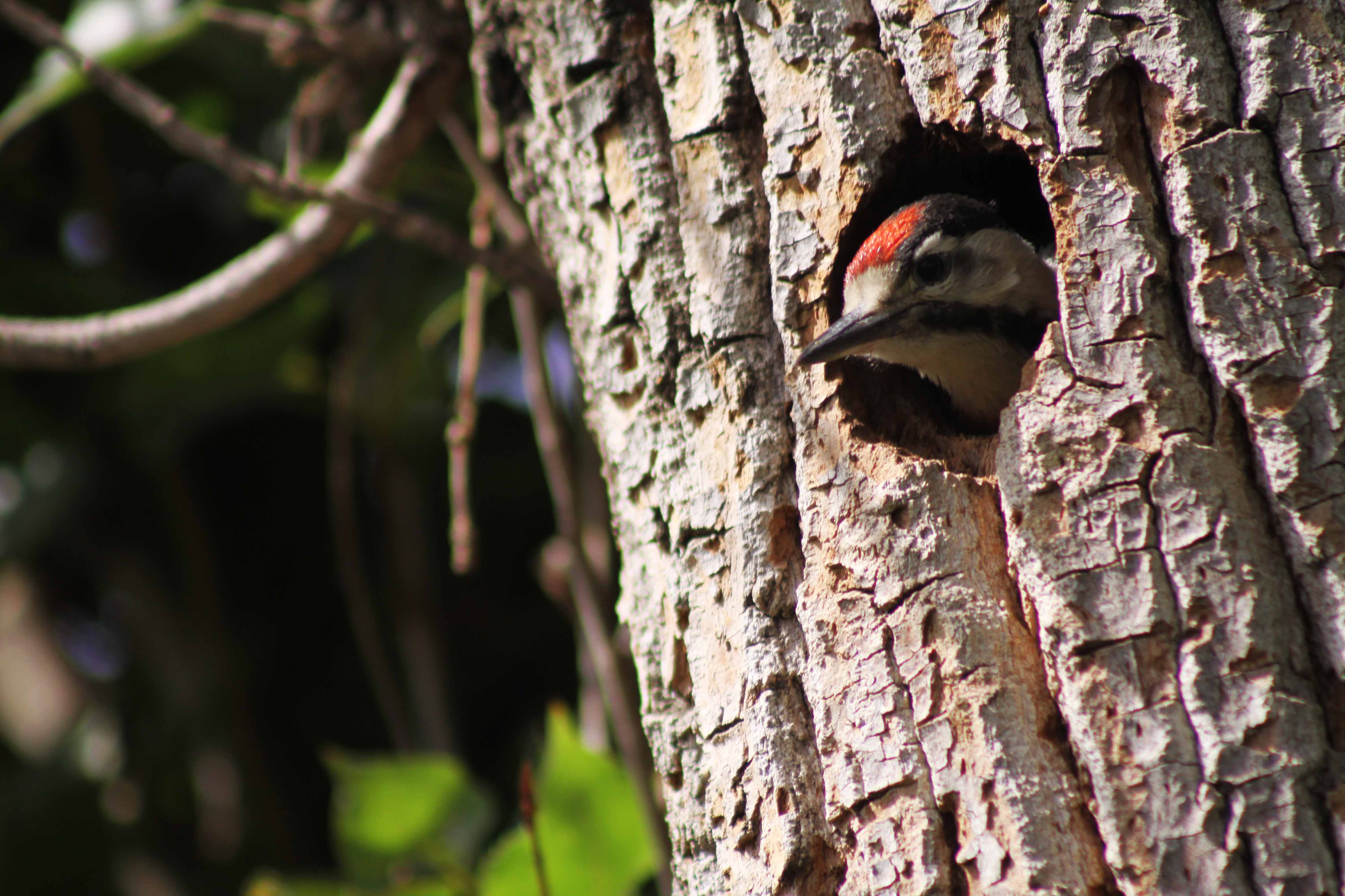 Syrian_Woodpecker2.jpg