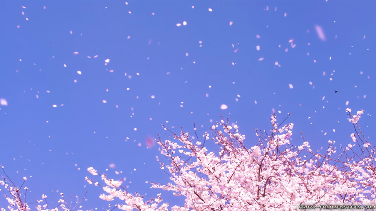 cherry-blossoms.jpg