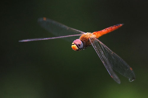 dragonfly_1.jpg