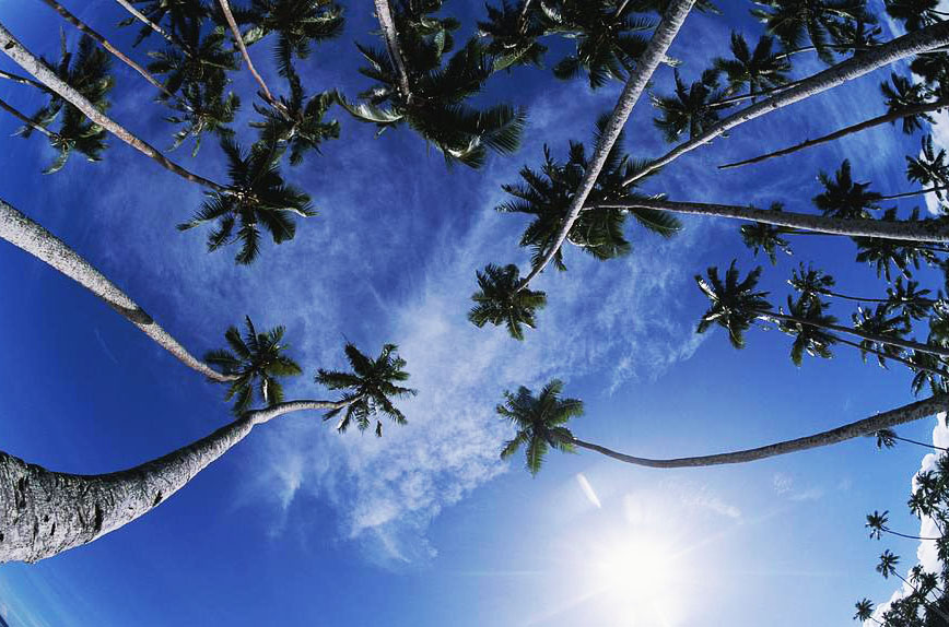 palm-trees.jpg